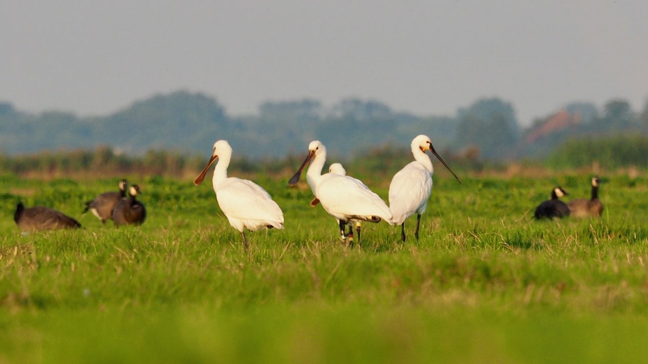 vogeltocht Waterland lepelaars