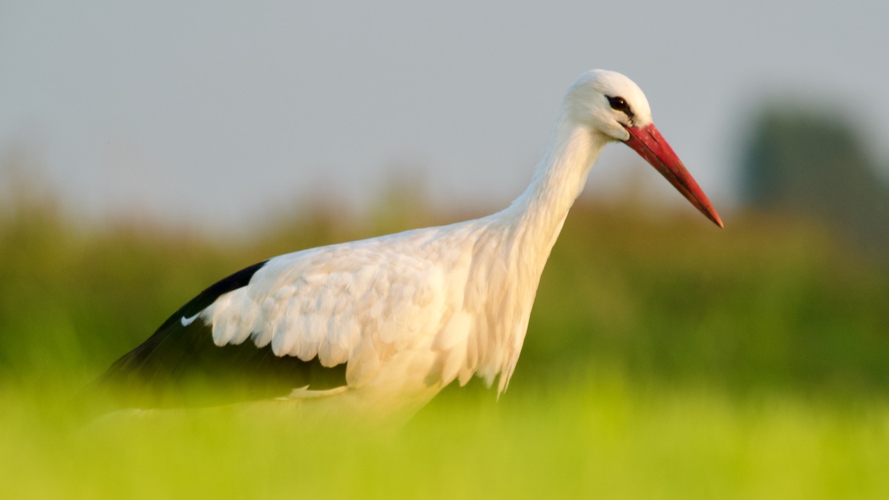 vogeltocht waterland Ooievaar